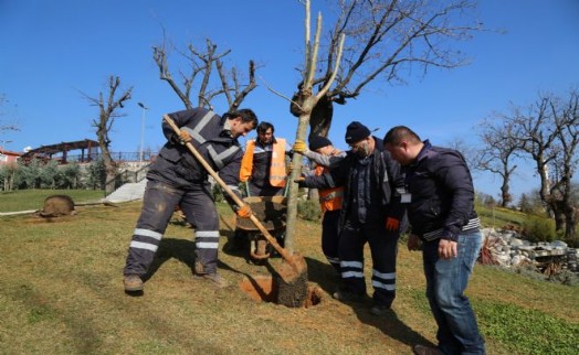 ÇEKMEKÖY KENT PARK FİDANLARLA DONATILIYOR