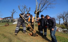 ÇEKMEKÖY KENT PARK FİDANLARLA DONATILIYOR