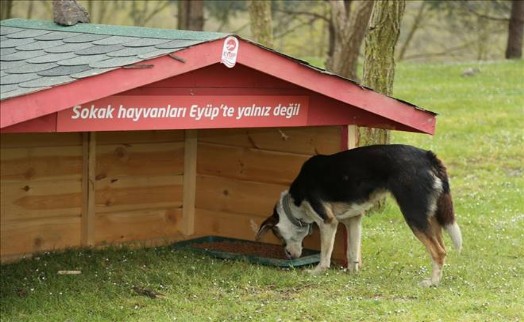 Kemerburgaz'a Hayvan Kliniği Müjdesi
