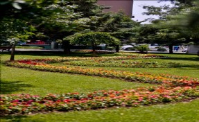 Maltepe Çiçek Açtı