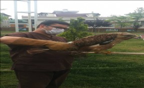 YARALI ŞAHİN ÖZGÜRLÜĞE KANAT ÇIRPTI