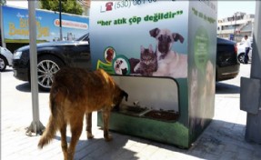 Sokak Hayvanlarını Besleyen Geri Dönüşüm Üniteleri Hizmette