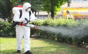 Eyüp´te Teke Böceğine Karşı Önlemler Alınıyor