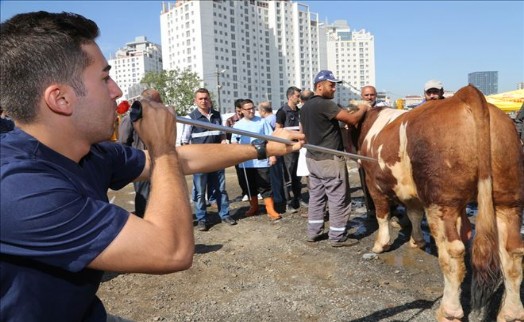 Maltepe Kurban Bayramı´na Hazır