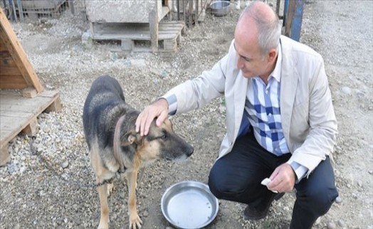 Büyükçekmece´den Mudurnu´ya Yaralı Köpek Seferberliği