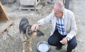 Büyükçekmece´den Mudurnu´ya Yaralı Köpek Seferberliği