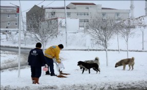 Yaban ve Sokak Hayvanları İçin Doğaya Yem Bırakıldı