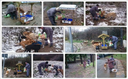Beykoz Belediyesi Sokak Hayvanlarını Unutmadı