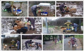 Beykoz Belediyesi Sokak Hayvanlarını Unutmadı