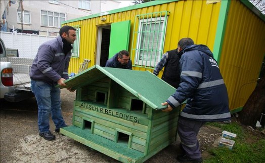 Ataşehir´deki Kediler Yeni Yuvalarına Kavuşuyor