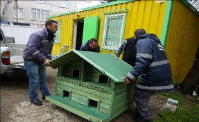 Ataşehir´deki Kediler Yeni Yuvalarına Kavuşuyor