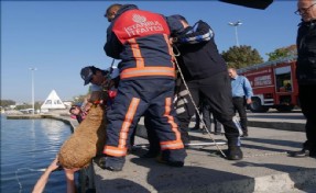 Büyükçekmece´de Kanala Sıkışan Köpek Güçlükle Kurtarıldı
