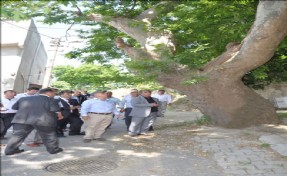 Büyükçekmece´nin Çınarları 3 yıl Budanmayacak
