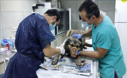 KÜÇÜKÇEKMECE VETERİNER HEKİMLERİ HASTA SOKAK KÖPEĞİNE SAHİP ÇIKTI