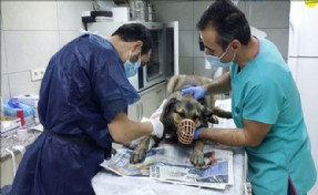 KÜÇÜKÇEKMECE VETERİNER HEKİMLERİ HASTA SOKAK KÖPEĞİNE SAHİP ÇIKTI