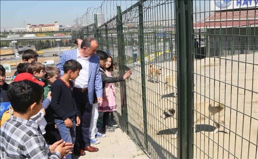 Bağcılar´da 268 Sokak Hayvanı Sahiplendirildi