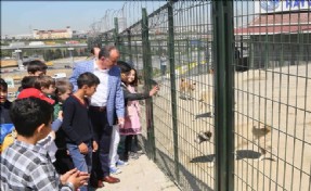 Bağcılar´da 268 Sokak Hayvanı Sahiplendirildi