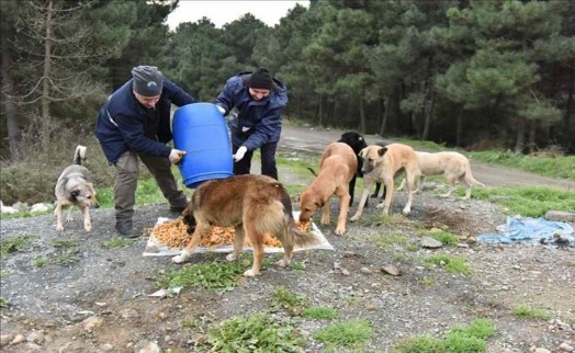 SARIYER´DE SOĞUKTA SAHİPSİZ HAYVANLAR UNUTULMADI