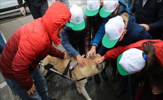 Geri Dönüşüme Ayrılan Beyaz Eşyalar Felçli Köpeklere Umut Oluyor