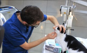KÜÇÜKÇEKMECE´DE KEDİYE KÖPEK DİŞİ MÜDAHALESİ