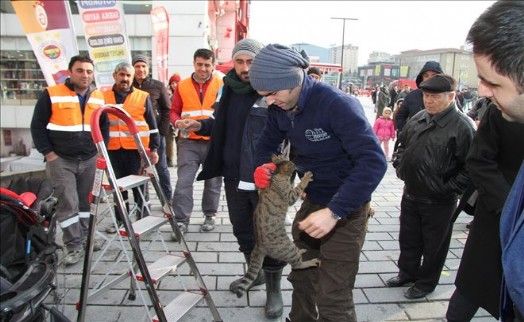 Esenyurt´ta mahsur kedi operasyonu