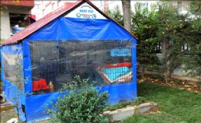 MİNİK DOSTLARIMIZ AVCILAR´DA EMİN ELLERDE