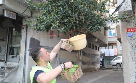 Zeytinburnu´nda Sokakları Fesleğen Kokusu Sardı