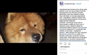 TOPRAK ANA KÖPEĞİN ÖLDÜRÜLDÜĞÜ ÇİFTLİĞİ MÜHÜRLEDİ