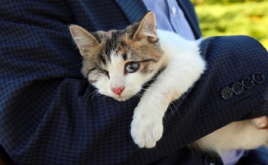 BAĞCILAR’DA GÖRME ENGELLİ YAVRU KEDİ HAYATA BAĞLANDI