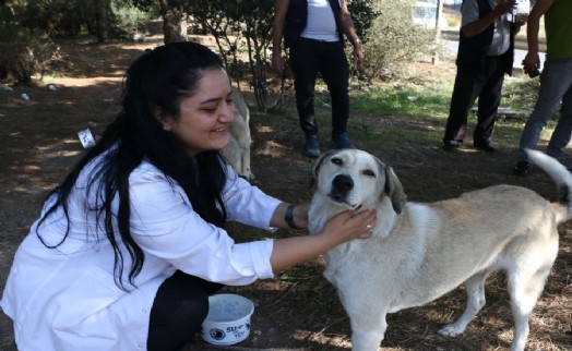 KARTAL BELEDİYESİ’NDEN 4 EKİM’DE SOKAK HAYVANLARINA MAMA DESTEĞİ