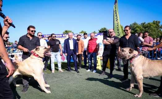 TÜRK ÇOBAN KÖPEKLERİ ÜMRANİYE’DE YARIŞTI