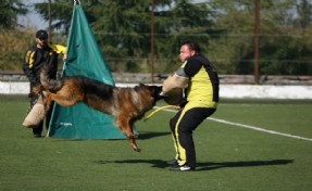 ALMAN ÇOBAN KÖPEKLERİ ÇEKMEKÖY’DE YARIŞTI