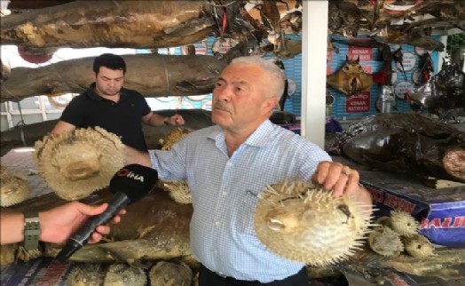 BALIKÇI KENAN BALCI: ??BALON BALIĞI SİYANÜRDEN DAHA TEHLİKELİ´´