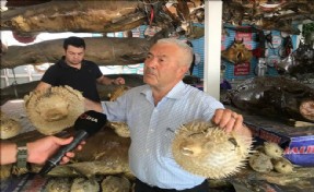 BALIKÇI KENAN BALCI: ??BALON BALIĞI SİYANÜRDEN DAHA TEHLİKELİ´´
