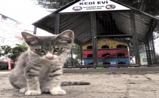 AVCILAR BELEDİYESİ’NDEN KEDİ EVLERİYLE İLGİLİ KARAR