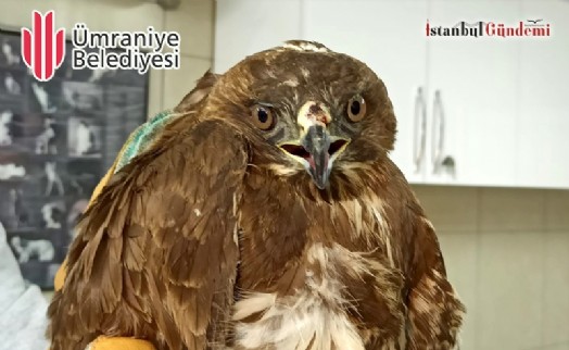 ÜMRANİYE’DE BULUNAN YARALI DOĞAN TEDAVİYE ALINDI