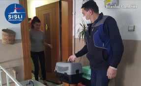 ŞİŞLİ’DE BULUNAN 57 KEDİ SAHİPLENDİRİLECEK