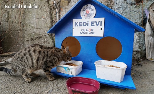 KAĞITHANE'DE KEDİLER 'EV'LENDİ