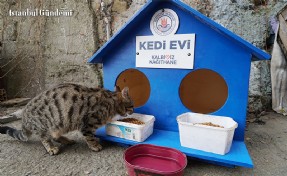 KAĞITHANE'DE KEDİLER 'EV'LENDİ
