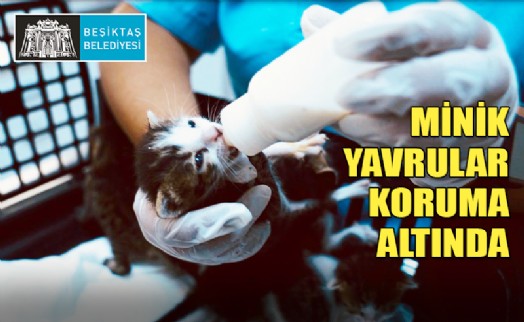 BEŞİKTAŞ BELEDİYESİ YAVRU KEDİLERE SAHİP ÇIKTI