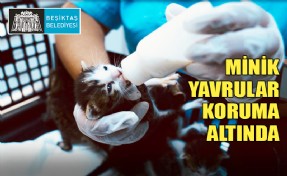 BEŞİKTAŞ BELEDİYESİ YAVRU KEDİLERE SAHİP ÇIKTI