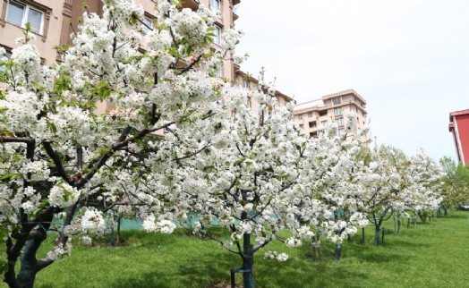 BAĞCILAR’DA NOSTALJİ BAHÇELERİ BEYAZA BÜRÜNDÜ