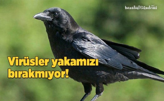 ŞİMDİ DE BATI NİL VİRÜSÜ TEHLİKESİ ÇIKTI!