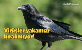 ŞİMDİ DE BATI NİL VİRÜSÜ TEHLİKESİ ÇIKTI!