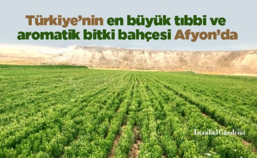 Türkiye’nin en büyük tıbbi ve aromatik bitki bahçesi Afyon’da