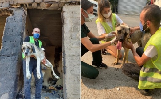 Afet mağduru hayvanlar koruma altına alınacak