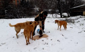 Ümraniye Belediyesi sokak hayvanlarına sahip çıkıyor
