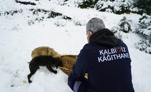 Kağıthane Belediyesi sokak hayvanlarını unutmuyor