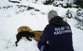 Kağıthane Belediyesi sokak hayvanlarını unutmuyor