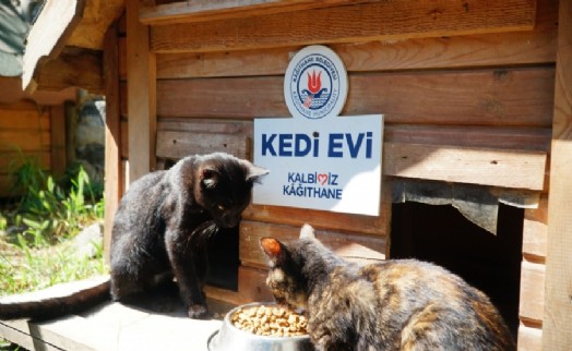 Kağıthane'de patili dostlar unutulmuyor